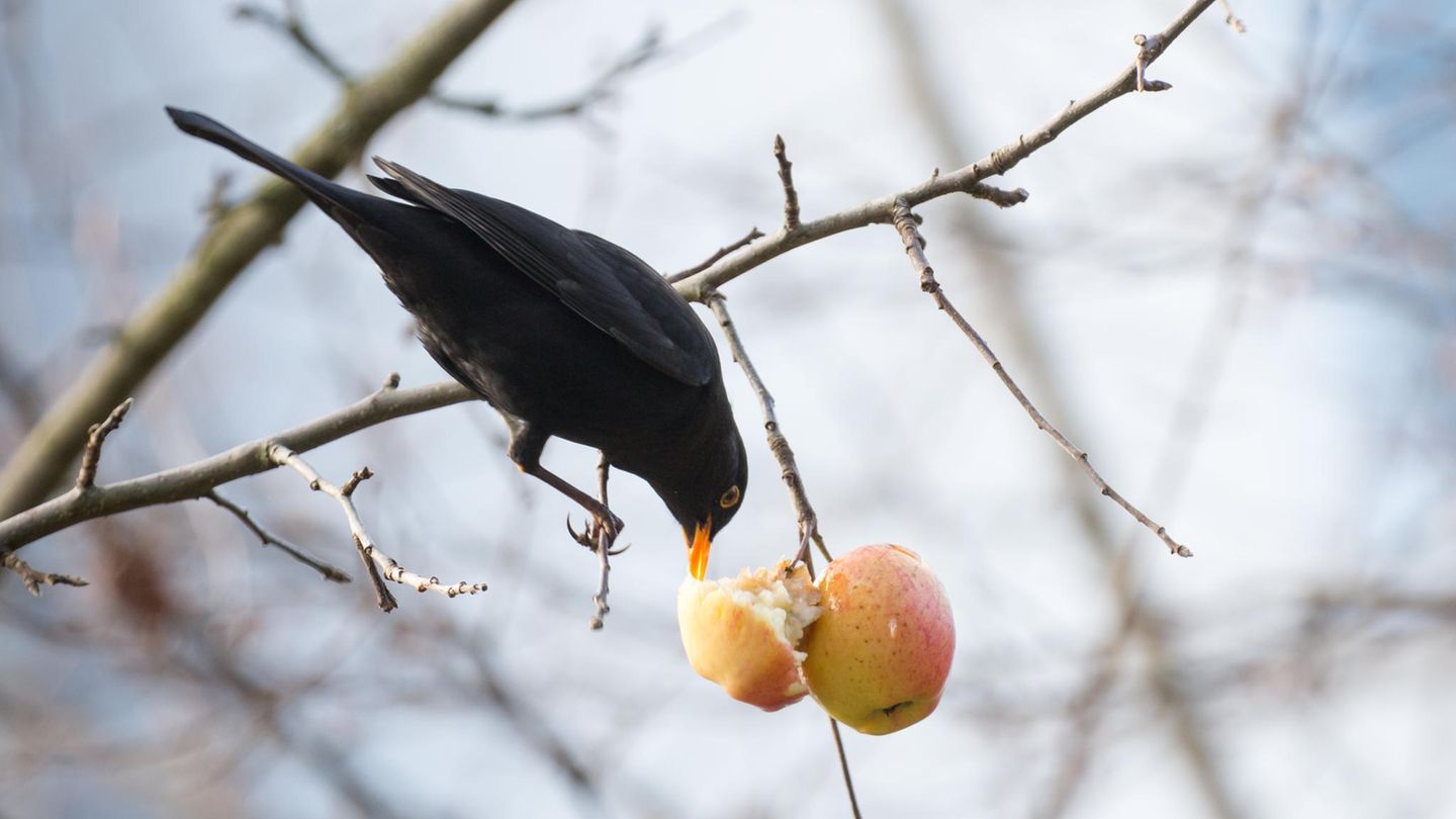 Geflügelte Gäste: Auch im Winter: So wird der Garten zum beliebten Treffpunkt für Amseln