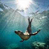 Seelöwe unter Wasser