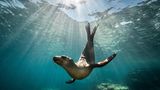 Seelöwe unter Wasser