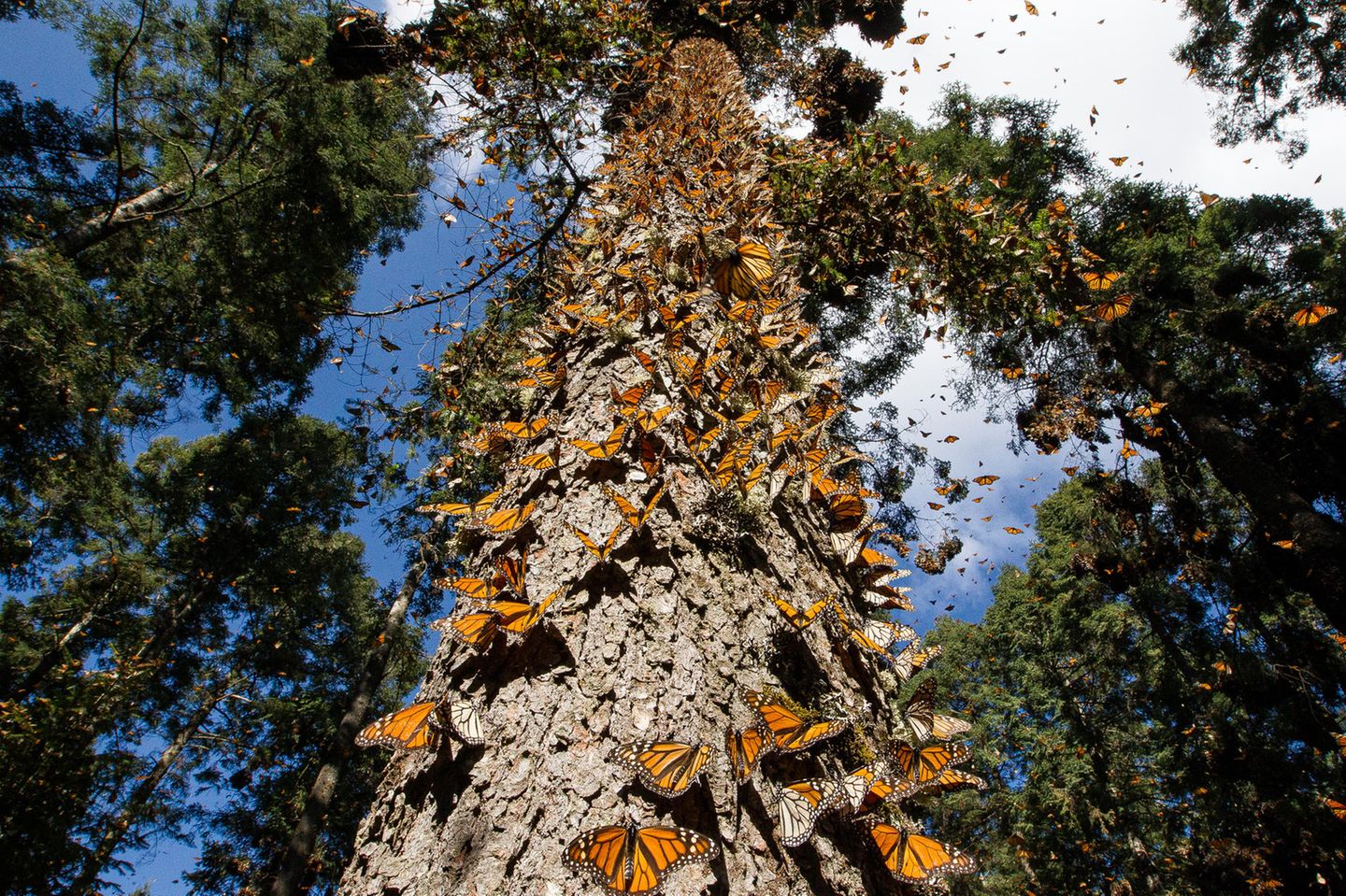 Monarchfalter in Mexiko
