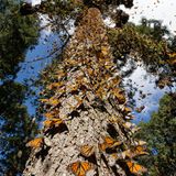 Monarchfalter in Mexiko