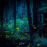 Gut 2000 bekannte Arten von Leuchtkäfern gibt es weltweit. Macrolampis paraciosi ist darunter etwas ganz Besonderes. Diese Art gehört zu dem gut einem Dutzend, deren Männchen nicht einfach nur leuchten, um Weibchen anzulocken. Sie synchronisieren ihre Leuchtsignale und blinken alle gleichzeitig. Im Wald von Nanacamilpa im Bundesstaat Tlaxcala gehen jedes Jahr von Juli bis August Millionen von Glühwürmchen auf diese blinkende Brautschau und locken damit bis zu 100.000 Schaulustige an. Wurde der Wald auf 2000 Meter Höhe in der Vergangenheit noch vermehrt abgeholzt, dient das Glühwürmchen-Ballett den Bauern durch Übernachtungen, Verpflegung und Führungen inzwischen als zusätzliche Einnahmequelle.