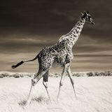 Die diesjährige Gesamtsiegerin des Wettbewerbs ist die amerikanische Fotografin Piper Mackay. Sie überzeugt mit handwerklichem Können und einem beinahe minimalistisch anmutenden Fotografiestil. Juror und Gründer des TPOTY Chris Coe erklärt: "Heutzutage sind so viele Bilder übersättigt, übermäßig bearbeitet oder sogar KI-generiert. Der Ansatz 'weniger ist mehr' ist oft weitaus effektiver. Die Bilder der diesjährigen Gesamtsiegerin sind ein gutes Beispiel dafür. Sie wurden mit einer auf Infrarot (IR) umgerüsteten Kamera aufgenommen – eine Technik, die nicht so einfach ist, wie sie klingt." Obwohl die Bilder klar und simpel wirken, erzeugt Mackay mit ihnen eine Atmosphäre, die den Blick des Betrachters fesselt.