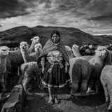 Mit seinem Foto möchte Thibault Gerbaldi die symbiotische Beziehung zwischen Menschen aus den Anden und ihren Alpakas verdeutlichen – eine Bindung, die auf gegenseitigem Vertrauen beruht. In den Fokus rücken will er dabei vor allem die Widerstandsfähigkeit und die Würde der Bauern.