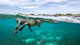 Glück gehabt – nicht nur gelang Fotografin Jenny Stock diese großartige Aufnahme eines schwimmenden Krokodils, das teils über und teils unter Wasser zu sehen ist. Glück hatte sie sicher auch, dass sie nach dem Knipsen unversehrt davon kam. Die Jury lobt das gelungene Bild jedenfalls als "phänomenal, anschaulich, wunderschön und hypnotisch".