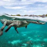 Glück gehabt – nicht nur gelang Fotografin Jenny Stock diese großartige Aufnahme eines schwimmenden Krokodils, das teils über und teils unter Wasser zu sehen ist. Glück hatte sie sicher auch, dass sie nach dem Knipsen unversehrt davon kam. Die Jury lobt das gelungene Bild jedenfalls als "phänomenal, anschaulich, wunderschön und hypnotisch".