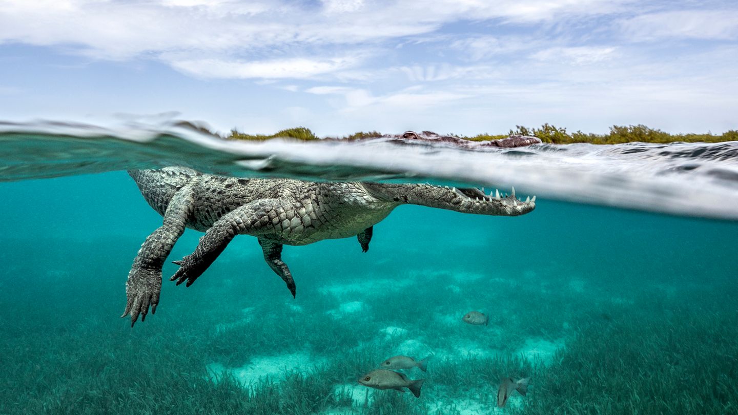 Siegerin in der Kategorie "Tierwelt, Natur & Unterwasser"  Glück gehabt – nicht nur gelang Fotografin Jenny Stock diese großartige Aufnahme eines schwimmenden Krokodils, das teils über und teils unter Wasser zu sehen ist. Glück hatte sie sicher auch, dass sie nach dem Knipsen unversehrt davon kam. Die Jury lobt das gelungene Bild jedenfalls als "phänomenal, anschaulich, wunderschön und hypnotisch".