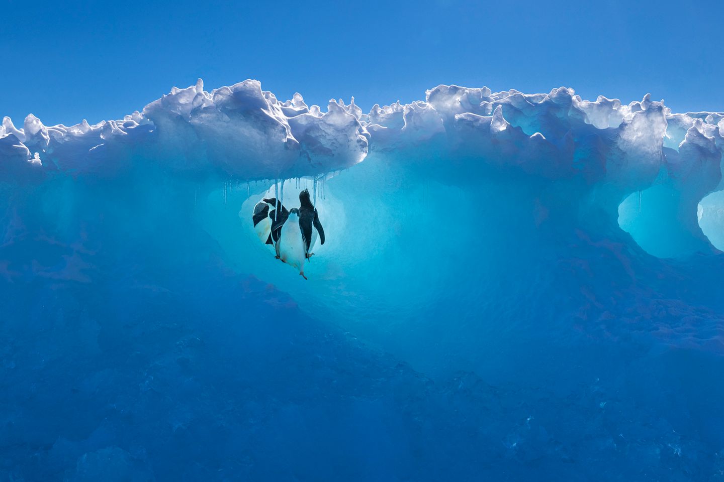 Sehr empfohlen in der Kategorie "Tierwelt, Natur & Unterwasser"  Adeliepinguin-Küken suchen Zuflucht in einem komplizierten Tunnelsystem im Inneren eines Eisbergs. Sie nutzen diese Gänge, um sich vor Raubtieren zu verstecken, und schließen sich aus Sicherheitsgründen zusammen. Die Robben im Wasser unter ihnen warten nur darauf, dass die Küken ins Wasser kommen. Fotograf Scott Portelli gelang ein eindrucksvolles Bild, auf dem nicht nur der besondere Schutzraum, sondern auch der Zusammenhalt der jungen Tiere zu sehen ist.