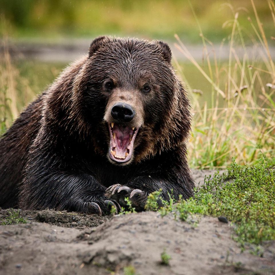 Ein Grizzlybär liegt mit erhobenem Kopf auf grasbewachsenem Boden, reißt sein Maul auf und schaut direkt in die Kamera