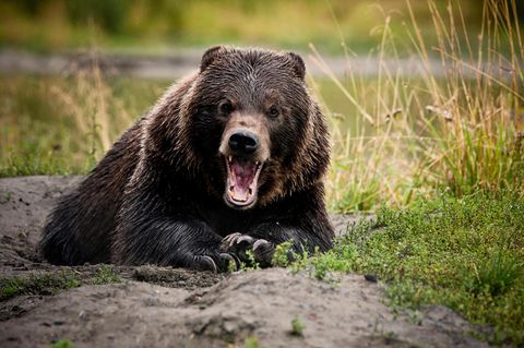 Ein Grizzlybär liegt mit erhobenem Kopf auf grasbewachsenem Boden, reißt sein Maul auf und schaut direkt in die Kamera