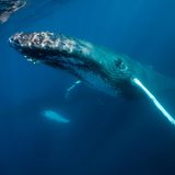 Unterwasserbild von einem Buckelwal