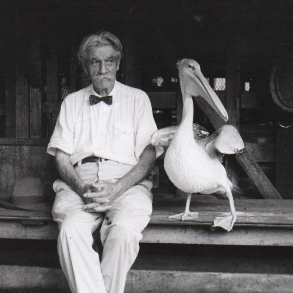 Albert Schweitzer pflegte in Lambaréné Umgang mit mehreren Pelikanen, die ihre Scheu vor Menschen abgelegt hatten