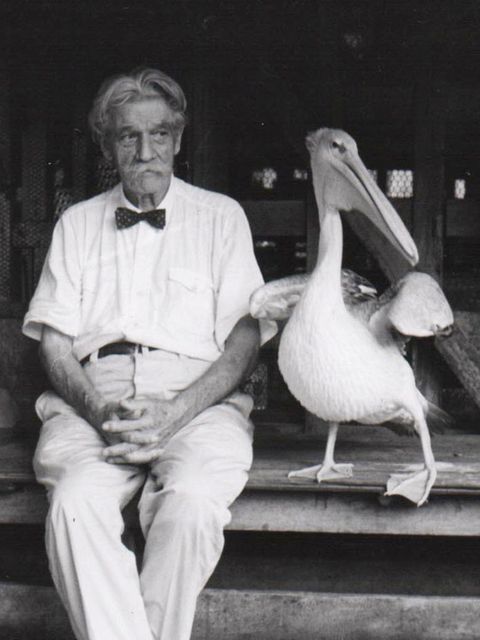 Albert Schweitzer pflegte in Lambaréné Umgang mit mehreren Pelikanen, die ihre Scheu vor Menschen abgelegt hatten