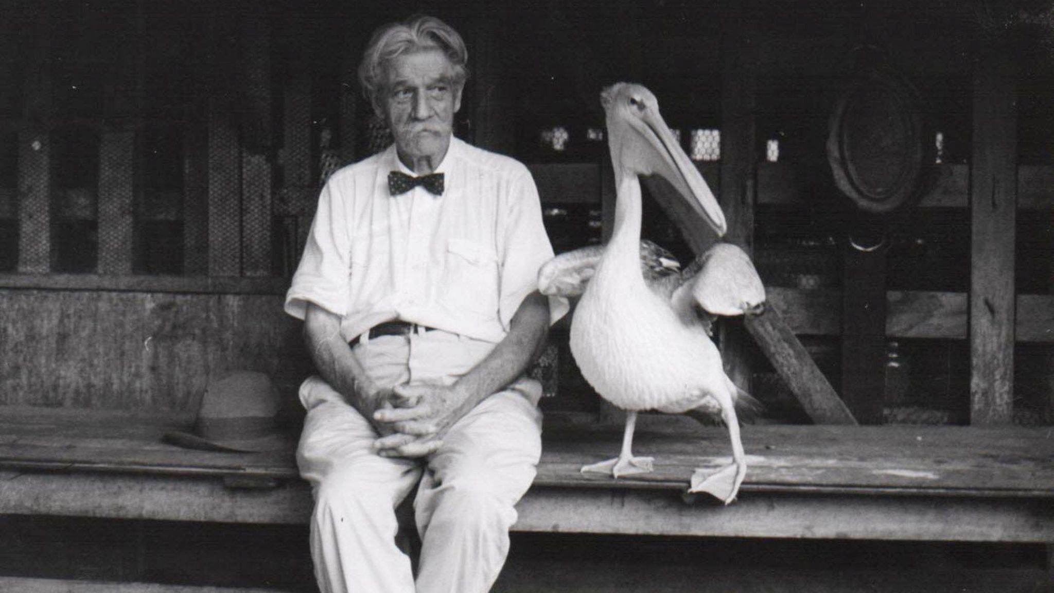 Albert Schweitzer pflegte in Lambaréné Umgang mit mehreren Pelikanen, die ihre Scheu vor Menschen abgelegt hatten