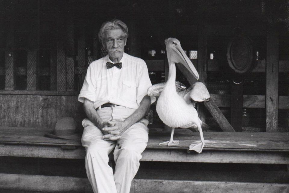 Albert Schweitzer pflegte in Lambaréné Umgang mit mehreren Pelikanen, die ihre Scheu vor Menschen abgelegt hatten 1.4764