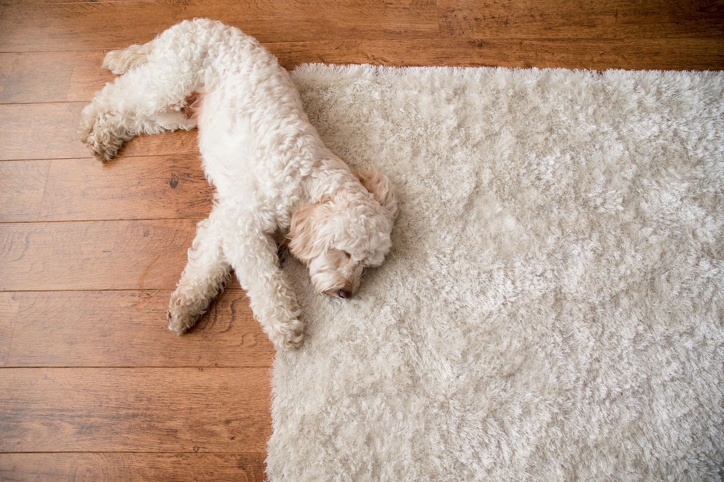 Träumender Hund auf einem weißen Teppich