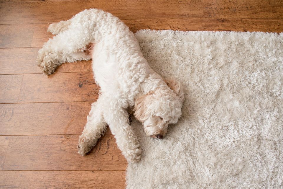 Träumender Hund auf einem weißen Teppich 1.5004