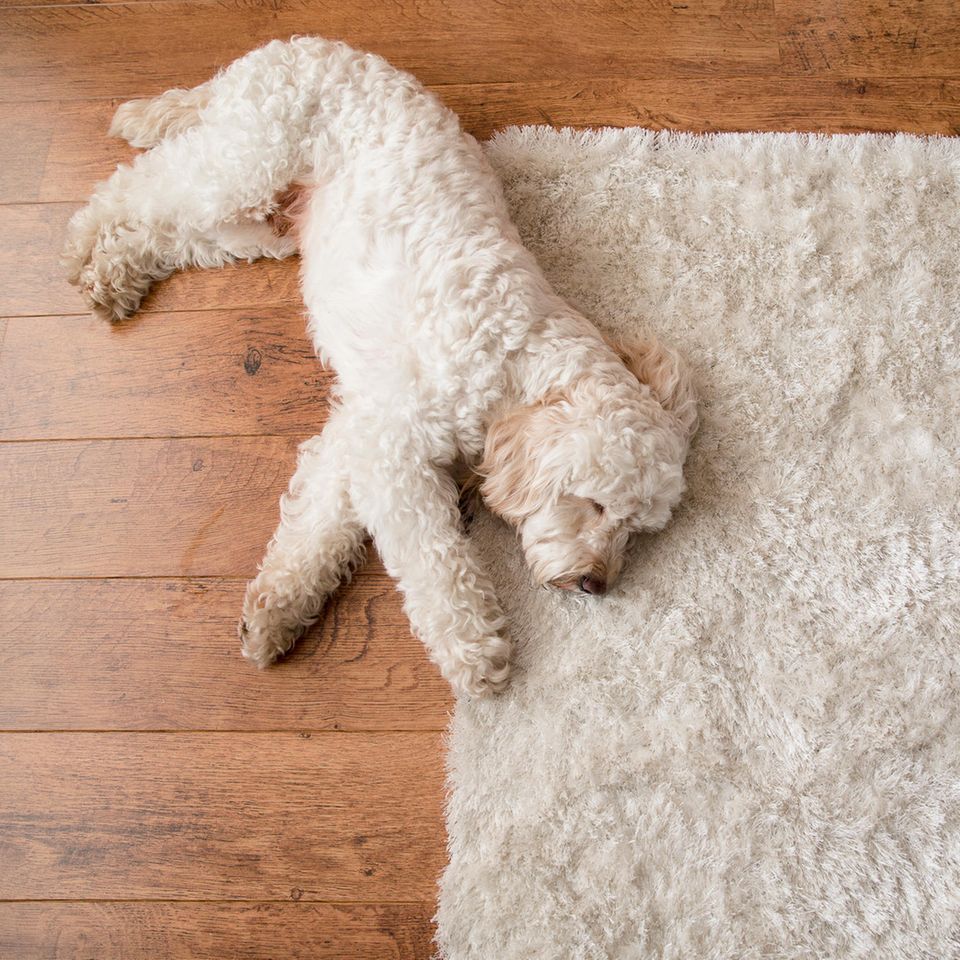Träumender Hund auf einem weißen Teppich