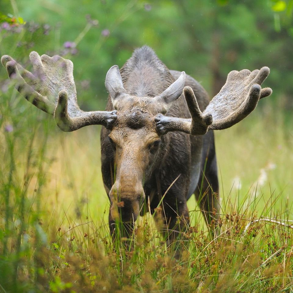 Dank zahlreicher Schutzgebiete fühlen sich Elch und Wisent in Polen und Tschechien wieder pudelwohl. Mitunter wandern einzelne Tiere auf der Suche nach einer Partnerin oder einem neuen Revier auch nach Deutschland ein