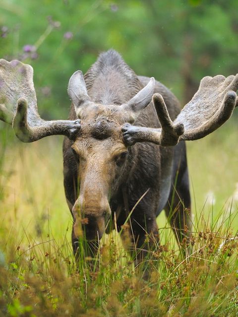 Dank zahlreicher Schutzgebiete fühlen sich Elch und Wisent in Polen und Tschechien wieder pudelwohl. Mitunter wandern einzelne Tiere auf der Suche nach einer Partnerin oder einem neuen Revier auch nach Deutschland ein