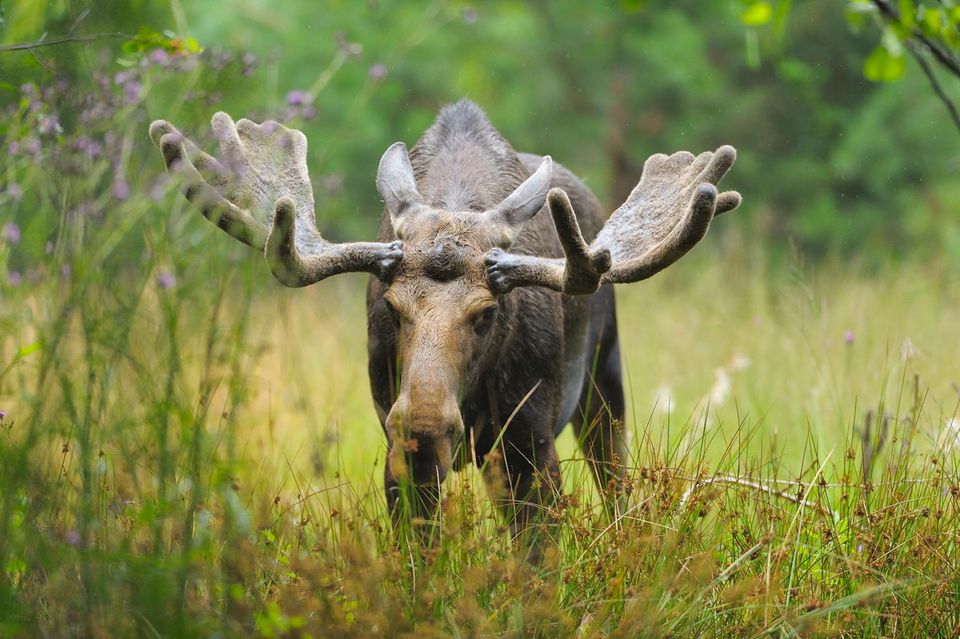 Dank zahlreicher Schutzgebiete fühlen sich Elch und Wisent in Polen und Tschechien wieder pudelwohl. Mitunter wandern einzelne Tiere auf der Suche nach einer Partnerin oder einem neuen Revier auch nach Deutschland ein 1.5004