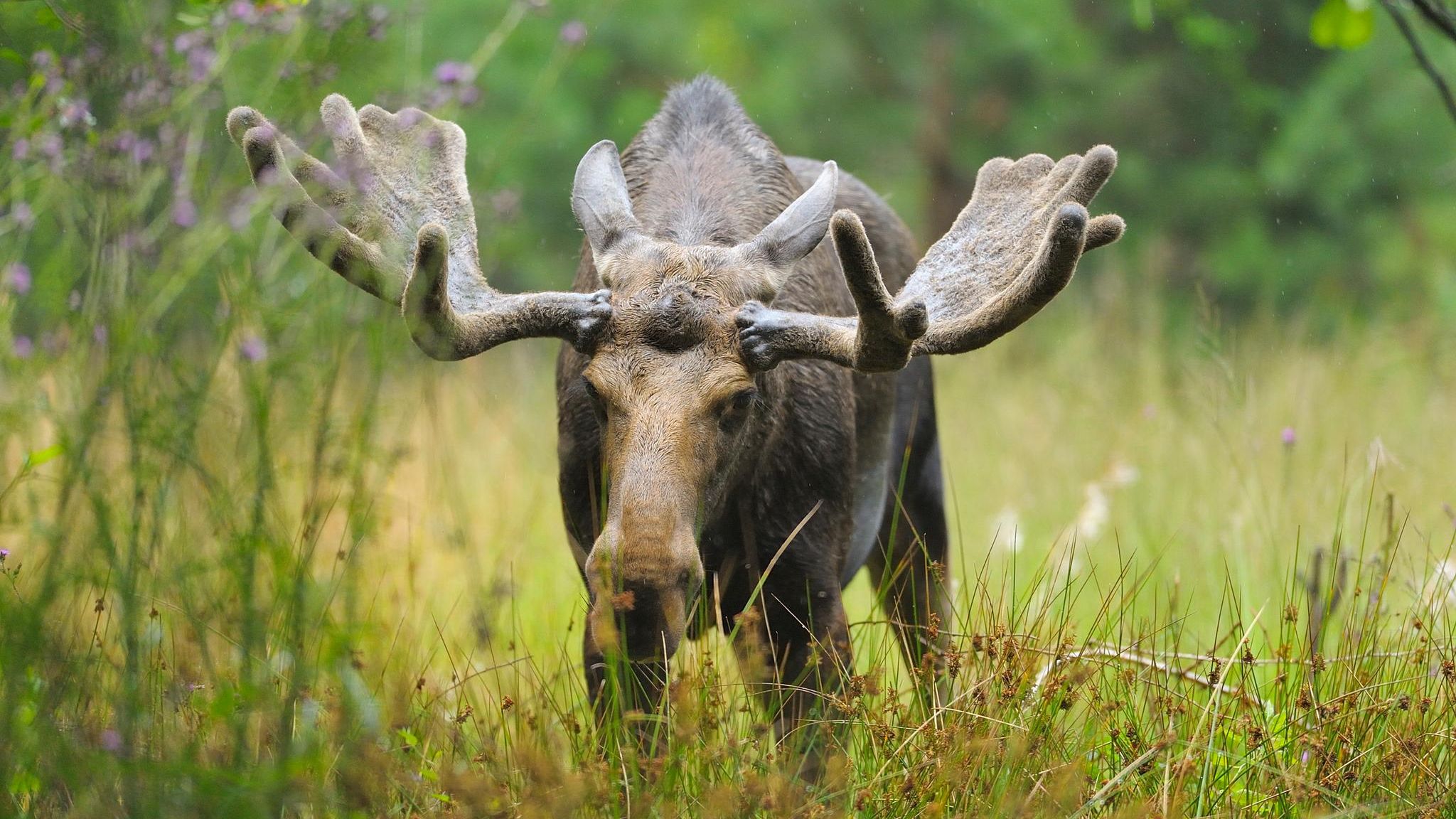 Dank zahlreicher Schutzgebiete fühlen sich Elch und Wisent in Polen und Tschechien wieder pudelwohl. Mitunter wandern einzelne Tiere auf der Suche nach einer Partnerin oder einem neuen Revier auch nach Deutschland ein