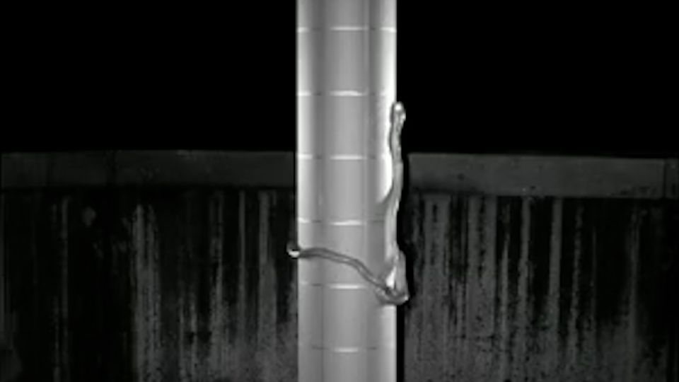 Fünffacher Zeitraffer: Mit der Lasso-Technik erklimmt eine Nachtbaumnatter einen Strommast Fünffacher Zeitraffer: Mit der Lasso-Technik erklimmt eine Nachtbaumnatter einen Strommast