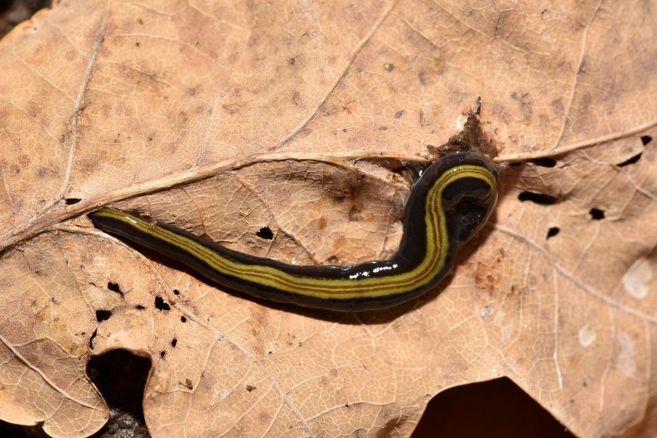 Jetzt auch in Deutschland angekommen: Die hübsch gefärbte Landplanarie Caenoplana variegata stammt ursprünglich aus Australien und breitet sich seit einigen Jahren in Europa aus 1.4984