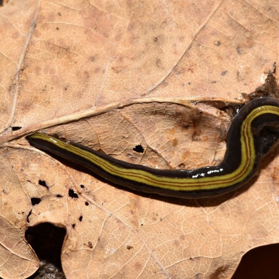 Jetzt auch in Deutschland angekommen: Die hübsch gefärbte Landplanarie Caenoplana variegata stammt ursprünglich aus Australien und breitet sich seit einigen Jahren in Europa aus