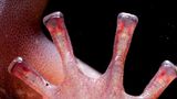 Vier rötlich schimmernde Zehen eines Salamanders. Zu sehen sind rote Blutadern