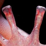 Vier rötlich schimmernde Zehen eines Salamanders. Zu sehen sind rote Blutadern