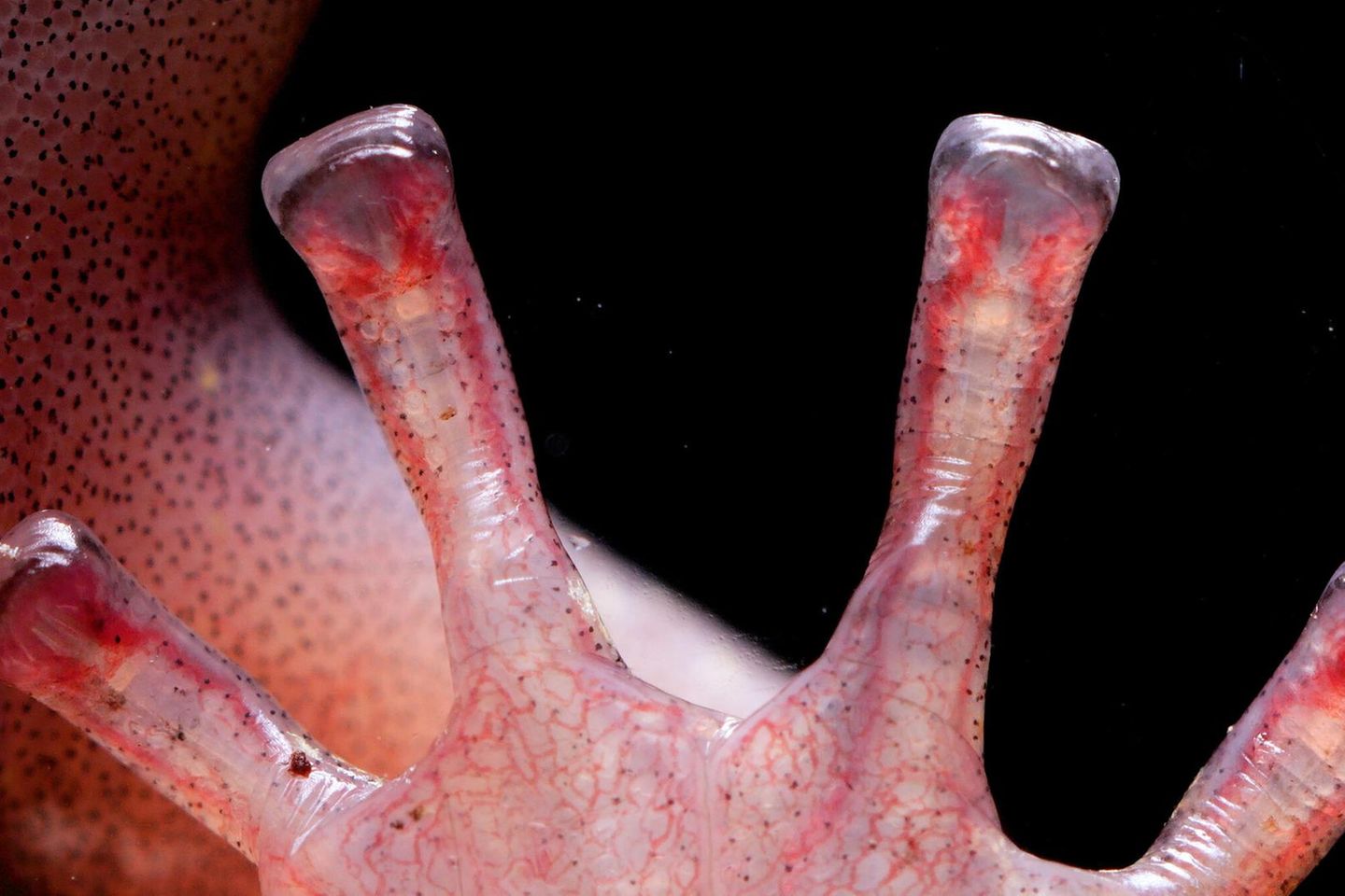 Vier rötlich schimmernde Zehen eines Salamanders. Zu sehen sind rote Blutadern