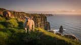 Cliffs of Moher, Irland