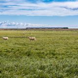 Zuglinie Hamburg - Sylt