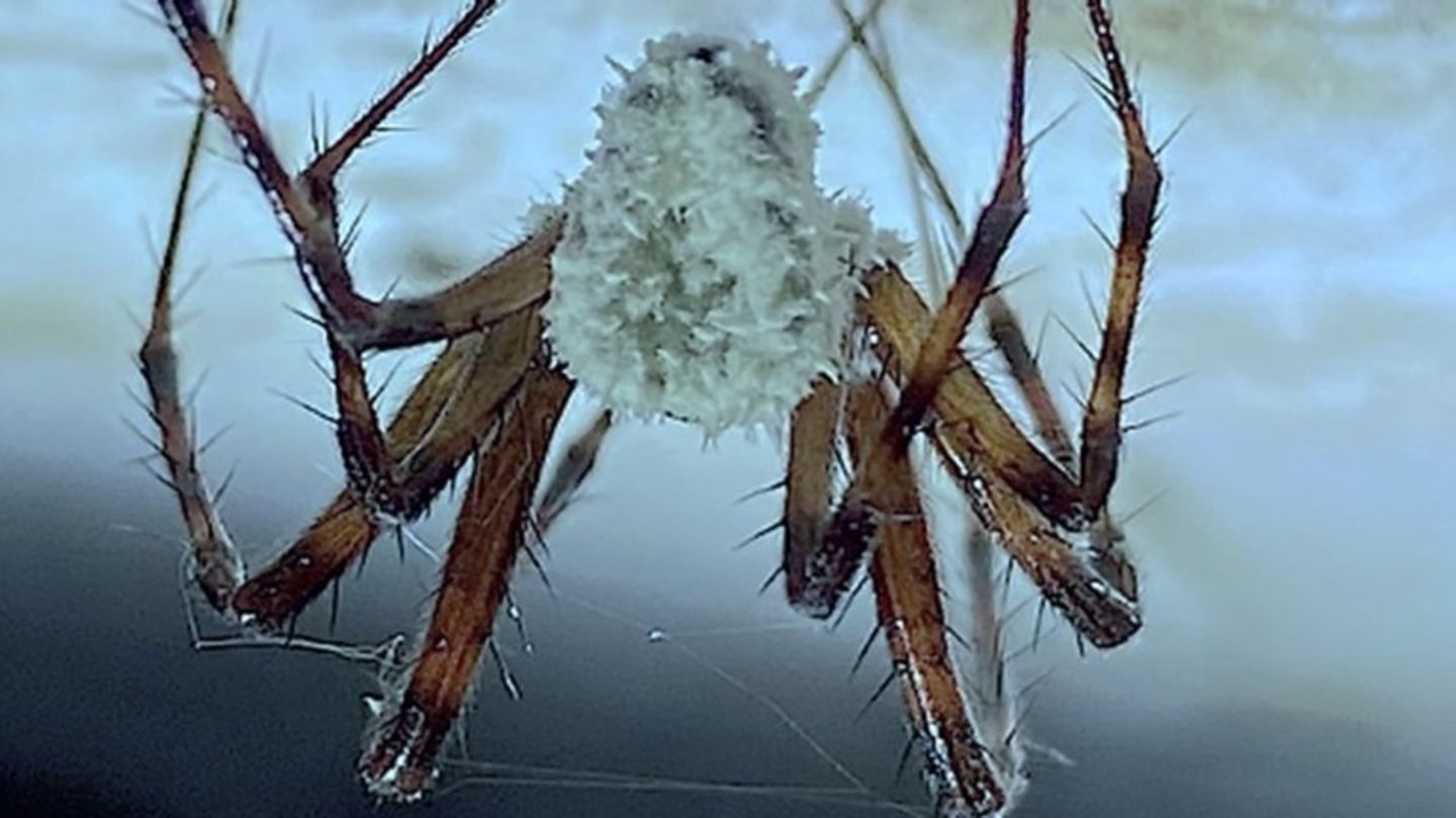 Biologie: Infizierte Höhlenspinnen krabbeln – ganz gegen ihre Gewohnheit – an exponierte Stellen in ihrer Umgebung Infizierte Höhlenspinnen krabbeln – ganz gegen ihre Gewohnheit – an exponierte Stellen in ihrer Umgebung