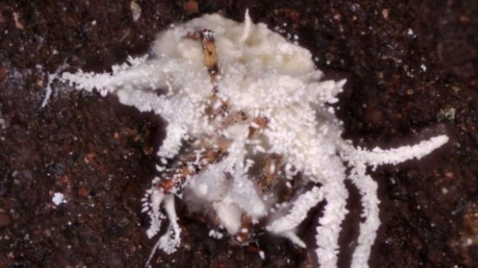 Biologie: Im Endstadium überwuchert der Pilz seinen Wirt vollständig. Und bildet Fruchtkörper mit Sporen aus Im Endstadium überwuchert der Pilz seinen Wirt vollständig. Und bildet Fruchtkörper mit Sporen aus