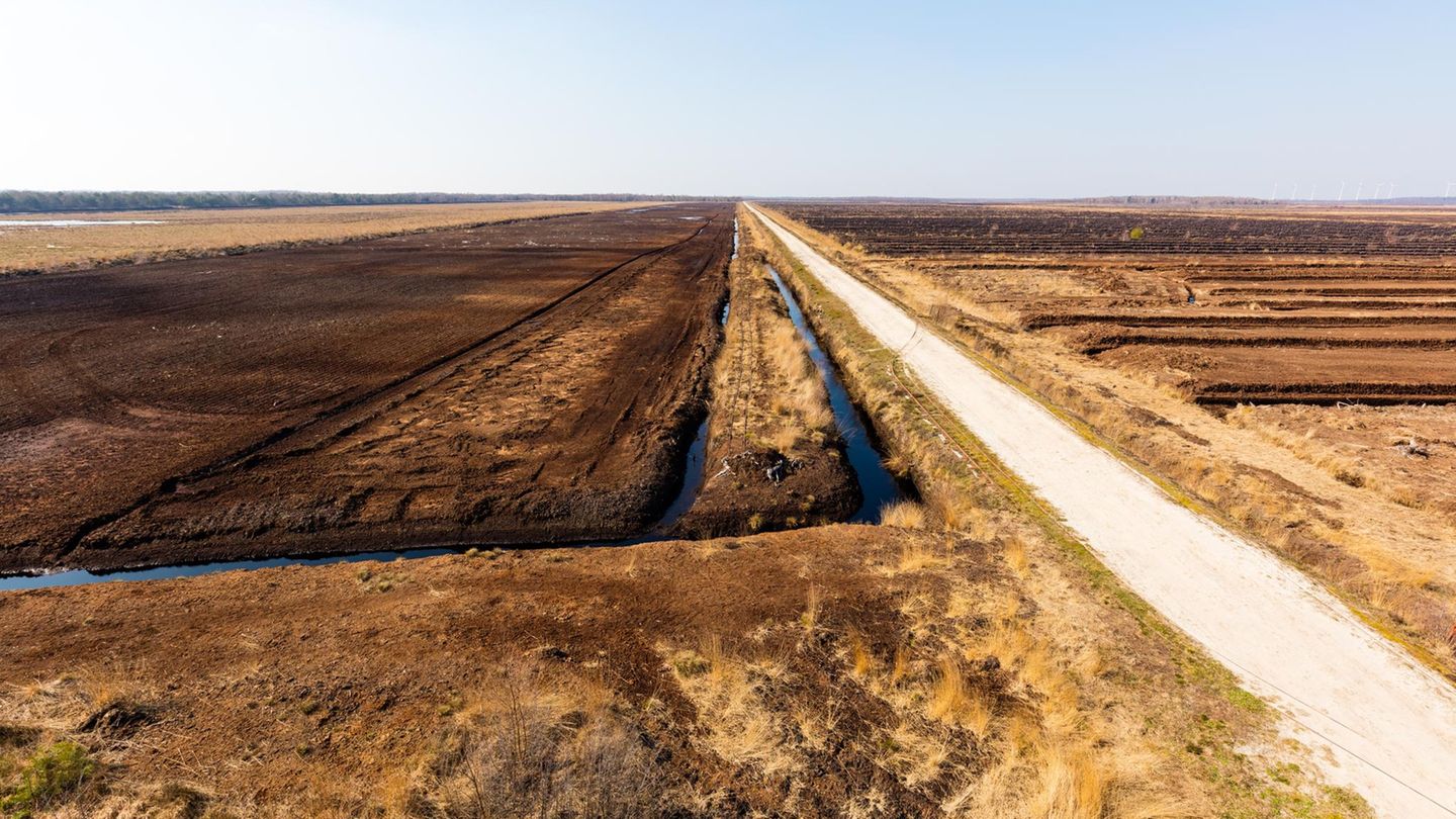 Paludikulturen: Wertvolle Klimaschützer: Wie die Renaturierung von Mooren gelingen kann