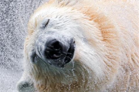 Eisbär