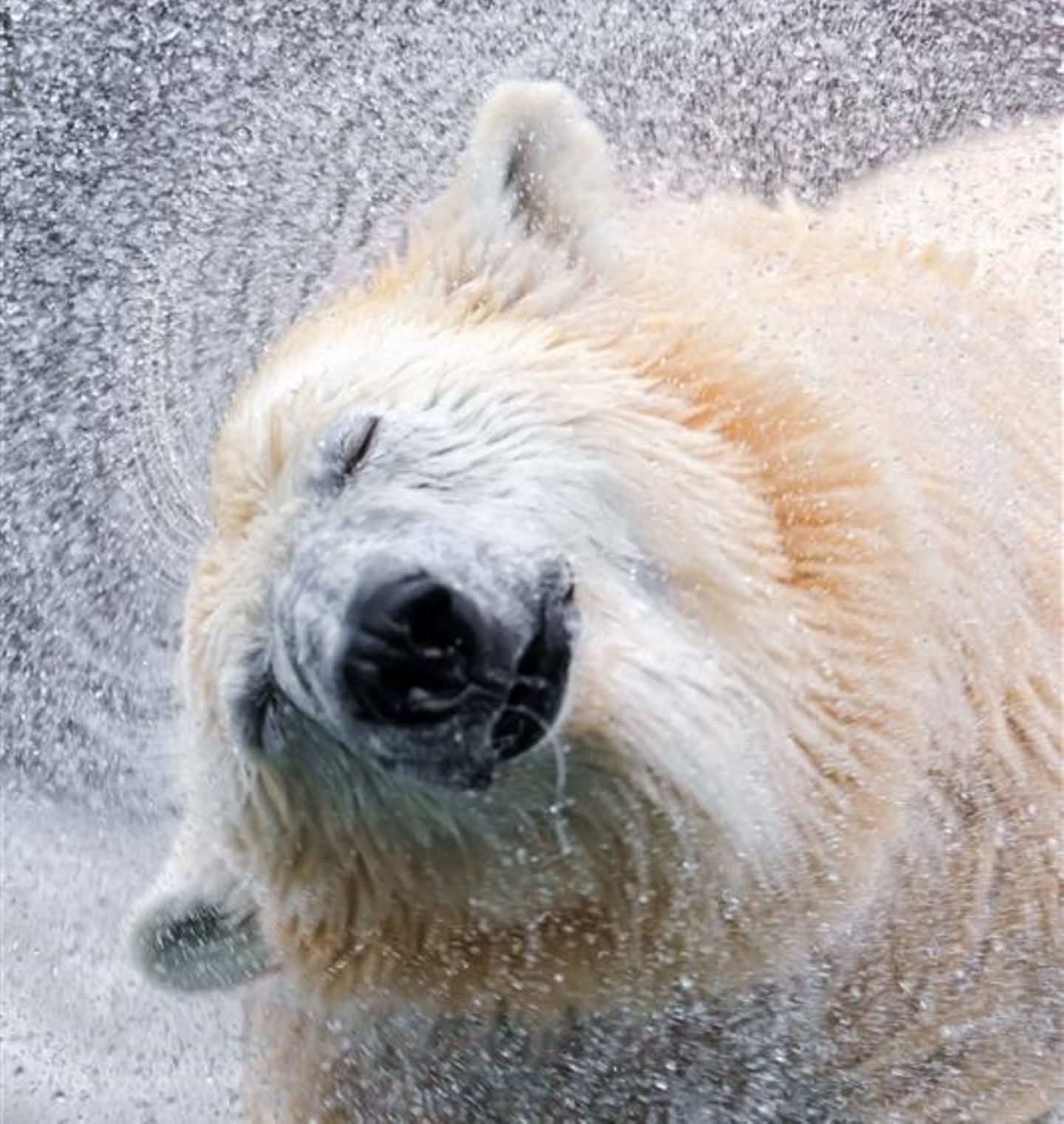 Durch sein besonderes Fell ist der Eisbär perfekt an Schnee, Minusgrade und die Jagd im eisigen Wasser angepasst