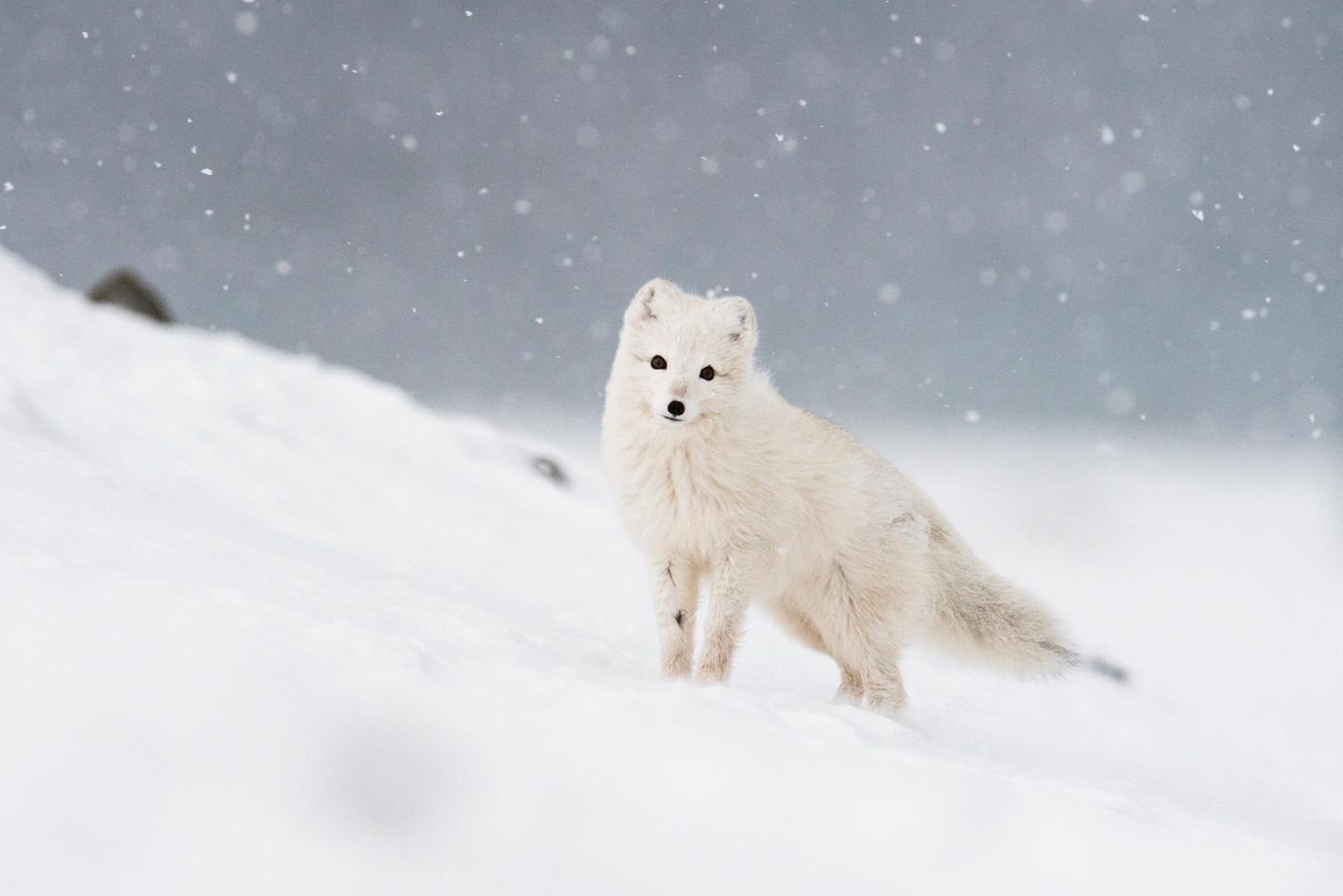 Polarfuchs im Schnee