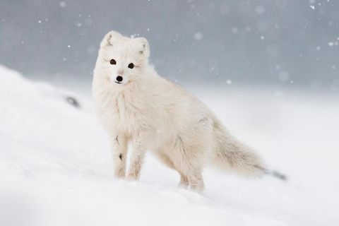 Polarfuchs im Schnee