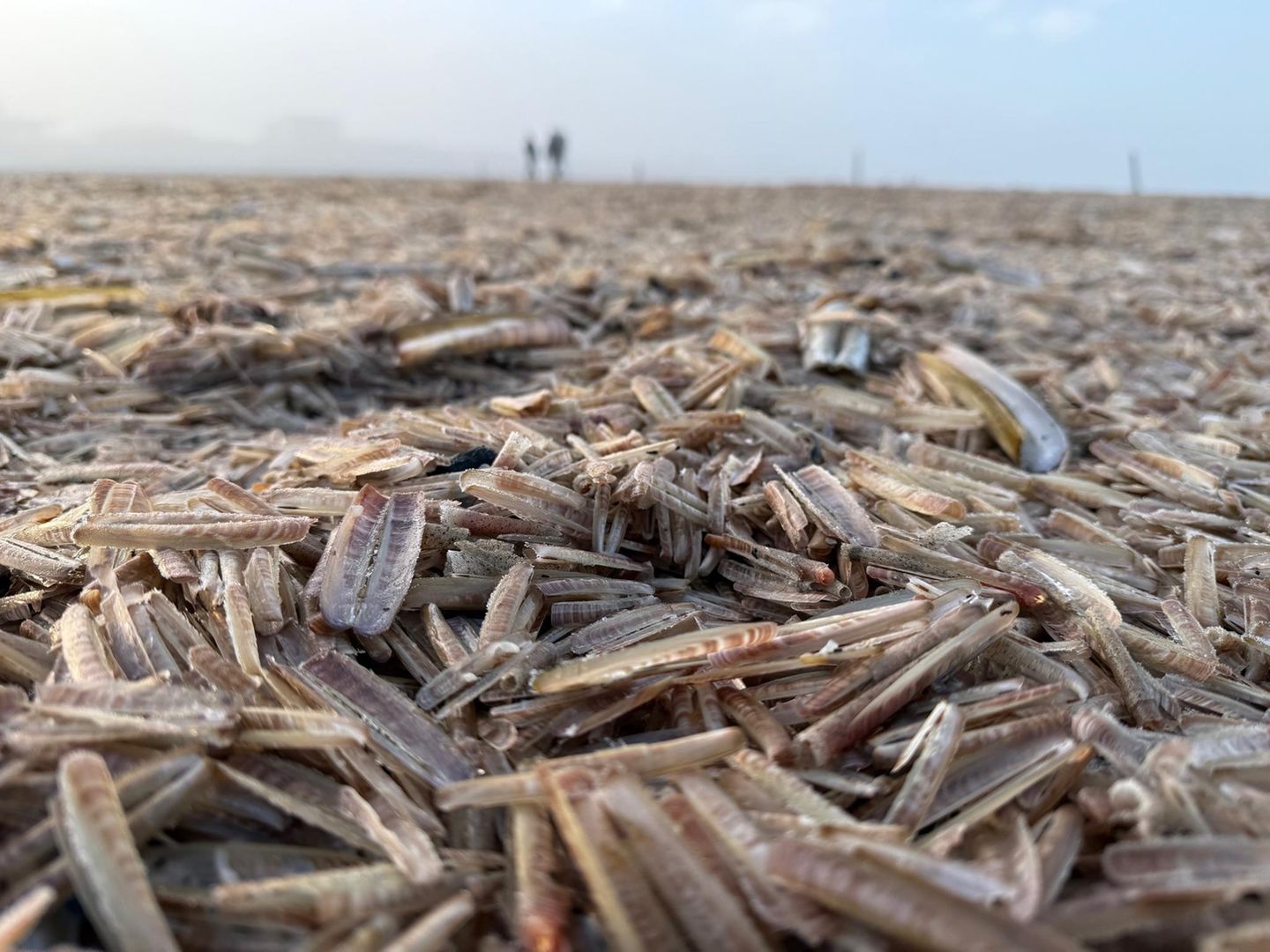 Am Nordstrand der ostfriesischen Insel Norderney liegen tote Schwertmuscheln