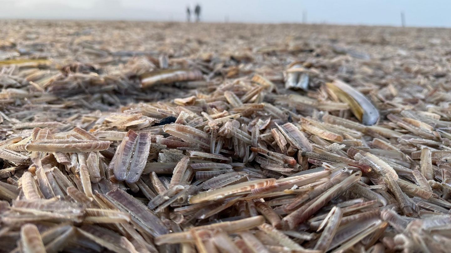 Folgen der Kälte: Tausende Schwertmuscheln verenden vor Norderney