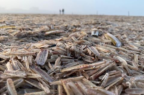 Am Nordstrand der ostfriesischen Insel Norderney liegen tote Schwertmuscheln