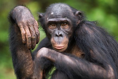 Bonobo