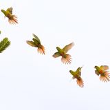 Die Region Araucanía in Chile ist von weitläufigen Wäldern geprägt, in denen Affenschwanzbäume wachsen. Sie spielen eine essenzielle Rolle im Ökosystem und bieten zahlreichen Arten einen Lebensraum. Jean Paul De la Harpe Zubiaur beobachtete dort eine Gruppe von Austral-Sittichen und hielt ihren synchronen Landeanflug in dieser preisgekrönten Aufnahme fest.