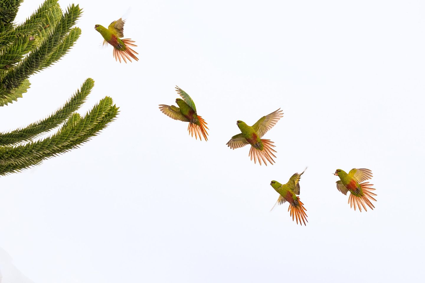 Die Region Araucanía in Chile ist von weitläufigen Wäldern geprägt, in denen Affenschwanzbäume wachsen. Sie spielen eine essenzielle Rolle im Ökosystem und bieten zahlreichen Arten einen Lebensraum. Jean Paul De la Harpe Zubiaur beobachtete dort eine Gruppe von Austral-Sittichen und hielt ihren synchronen Landeanflug in dieser preisgekrönten Aufnahme fest.