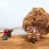 Reisernte in Bangladesh: Eine Gruppe von Arbeitern entlädt übrig gebliebenes Stroh von einem bunt bemalten Lastrad. Das Reisstroh ist ein Nebenprodukt der Landwirtschaft und dient den Bauern unter anderem als Viehfutter und Brennstoff.
