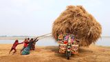 Reisernte in Bangladesh: Eine Gruppe von Arbeitern entlädt übrig gebliebenes Stroh von einem bunt bemalten Lastrad. Das Reisstroh ist ein Nebenprodukt der Landwirtschaft und dient den Bauern unter anderem als Viehfutter und Brennstoff.