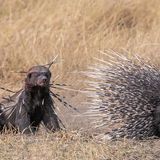 Ein Honigdachs, der übersäht mit den Stacheln des vor ihm laufenden Kapstachelschweins ist.